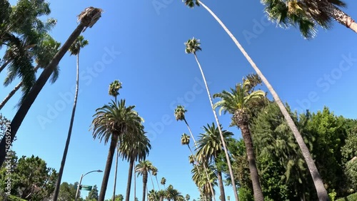 Driving through Beverly Hills with its Palm trees - travel photography