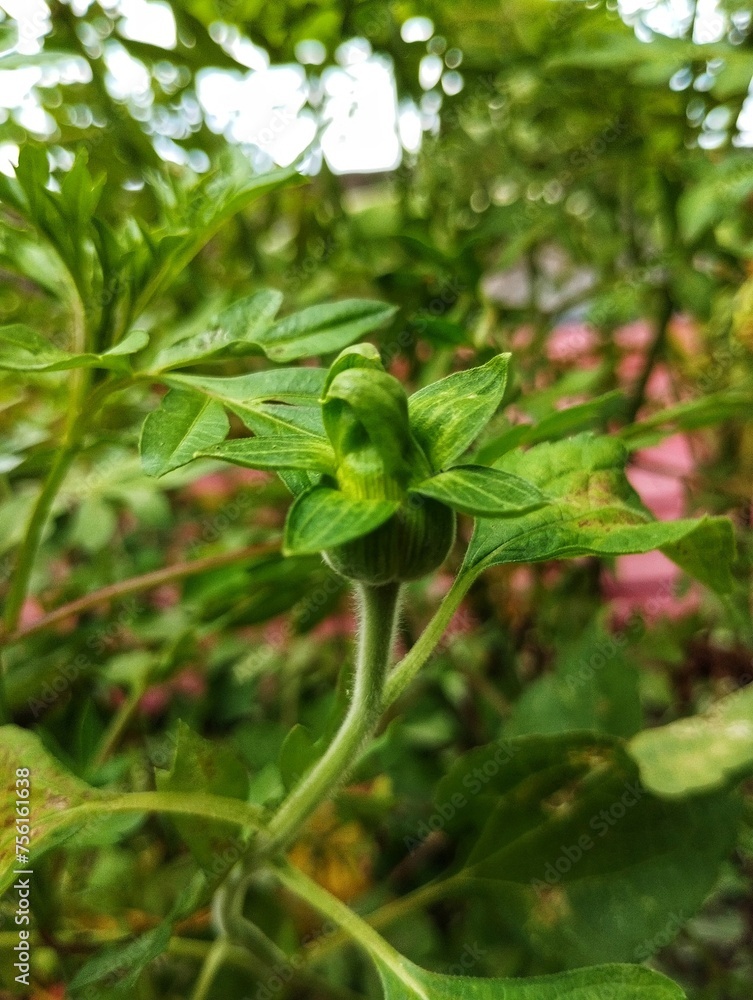 Mexican sunflower bud