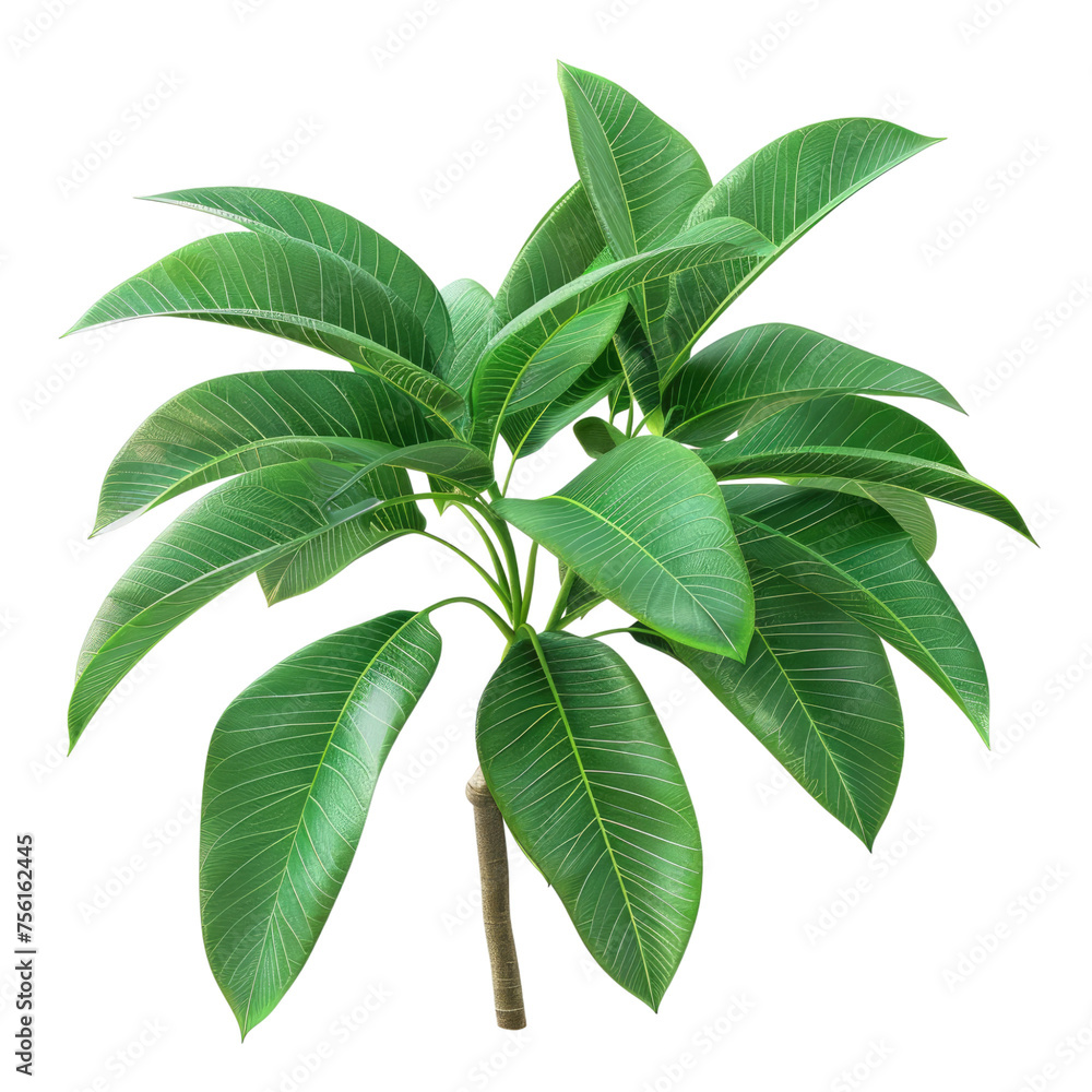 Mango leaves isolated on transparent background Mango leaves isolated on transparent background