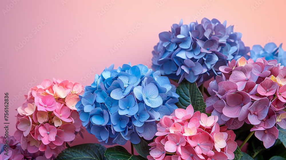 Fototapeta premium AI art, hydrangea background 紫陽花の背景