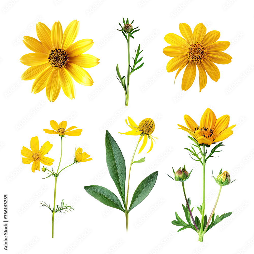 set of yellow flowers isolated on transparent background