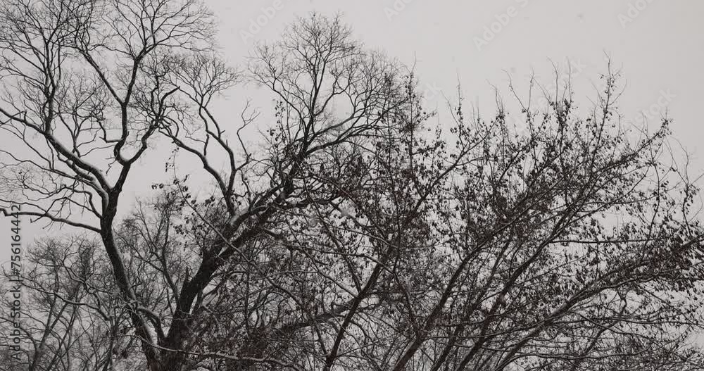 deciduous trees without foliage in winter during a snowstorm, falling snow in winter on trees without foliage deciduous trees without foliage in winter during a snowstorm, falling snow in winter on trees without foliage
