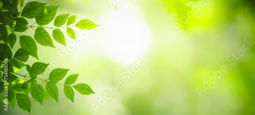 Closeup of beautiful nature view green leaf on blurred greenery background in garden with copy space using as background cover page concept.