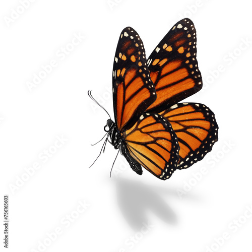 Monarch butterfly © thawats