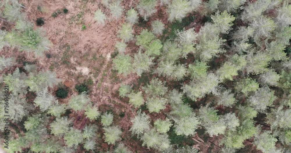 Aerial overhead forward shot looking down over a forest in Devon England Aerial overhead forward shot looking down over a forest in Devon England