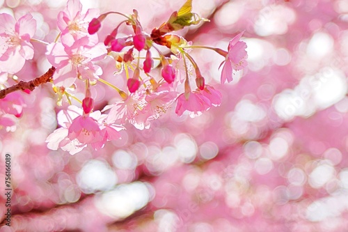 Beautiful spring flowers blooming: cherry blossoms .