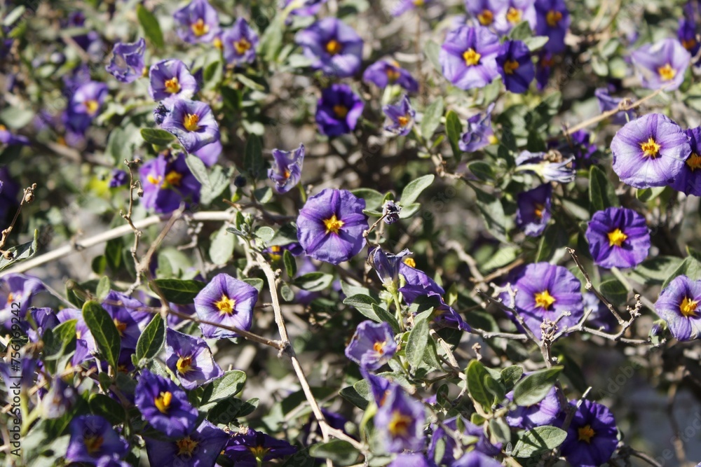Fondo Naturaleza con flores moradas Fondo Naturaleza con flores moradas