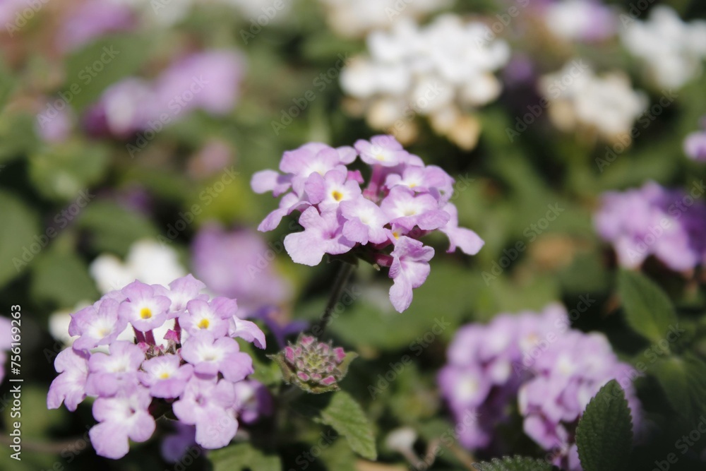 Flores purpuras y blancas