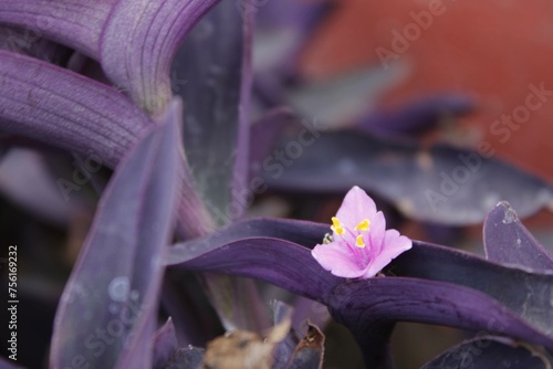 Flores purpuras photo