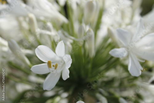 Fondo de Flores blancas 