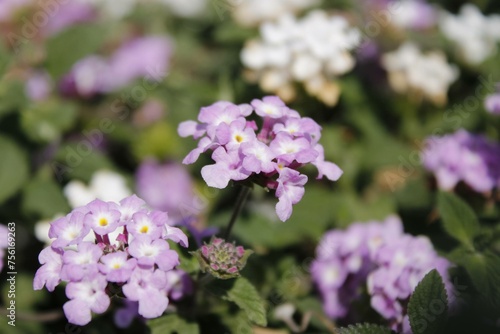 Flores purpuras y blancas photo