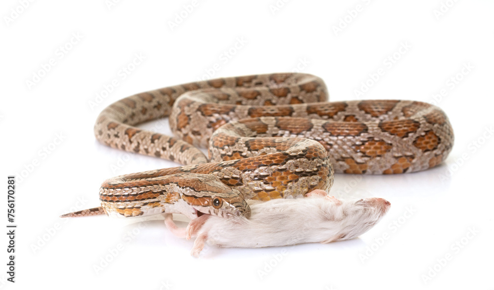 corn snake eating mouse corn snake eating mouse