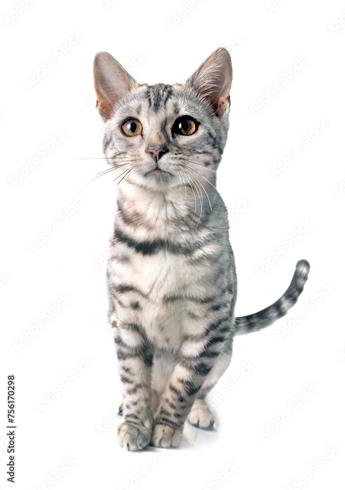 Obraz premium bengal kitten in studio