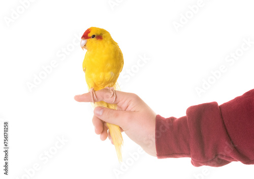 Photography Red-fronted Kakariki parakeet