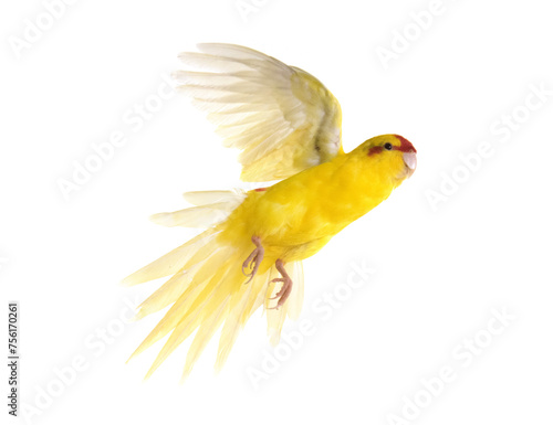 Photography Red-fronted Kakariki parakeet