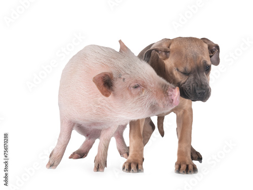 puppy cane corso and pig