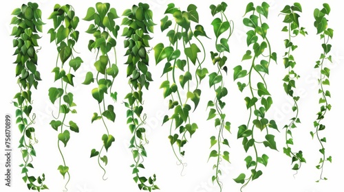 An illustration collection of jungle liana vines with green leaves on a green background. Climbing ivy plant stem and rope. Tropical hanging plants. photo