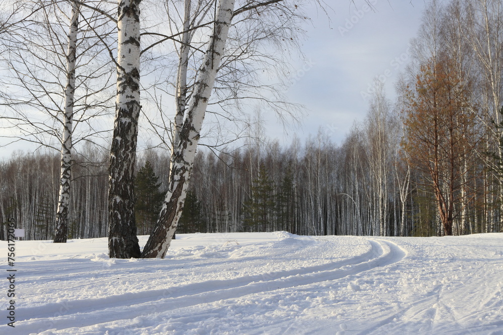 Obraz premium Ski slope on the edge of a birch grove