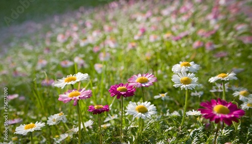 "Dancing with Daisies: A Whimsical Journey"