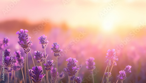 A field of purple flowers with a bright sun in the background