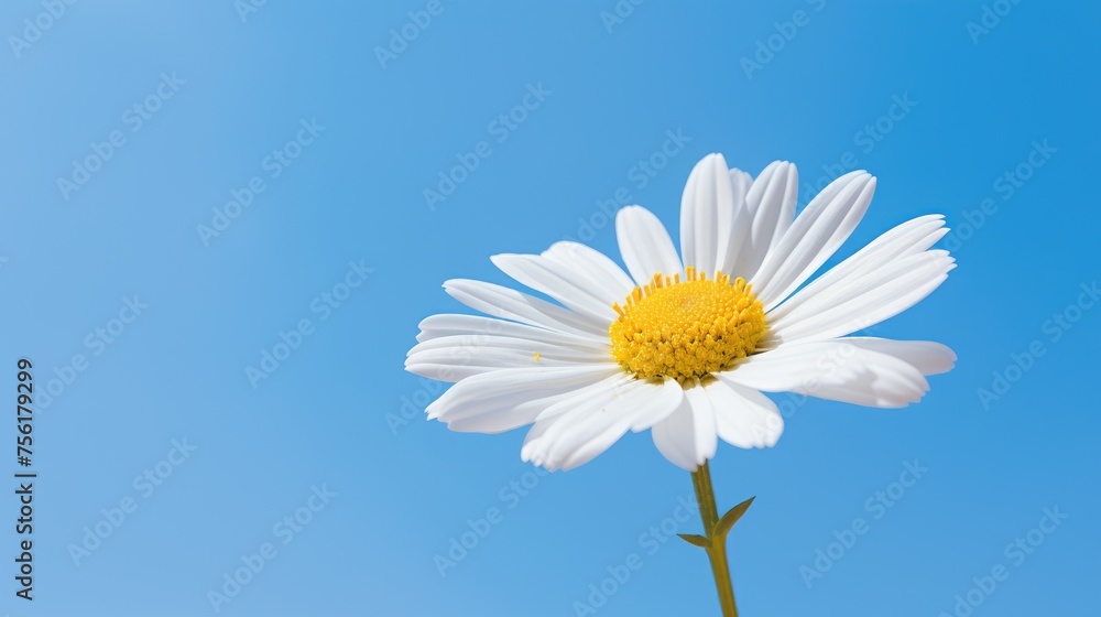 A single white daisy with a vibrant yellow center reaches towards the clear blue sky, radiating floral grace. Ai Generated. A single white daisy with a vibrant yellow center reaches towards the clear blue sky, radiating floral grace. Ai Generated.