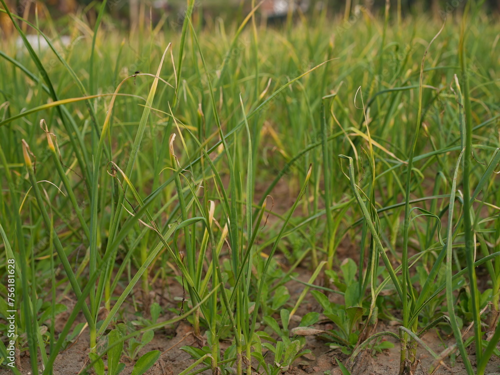 Fototapeta premium close up of green grass