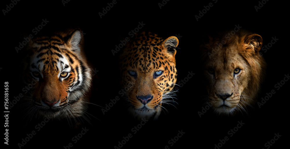 Obraz premium Portrait Lion, tiger and leopard, together on a black background