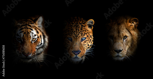 Portrait Lion, tiger and leopard, together on a black background