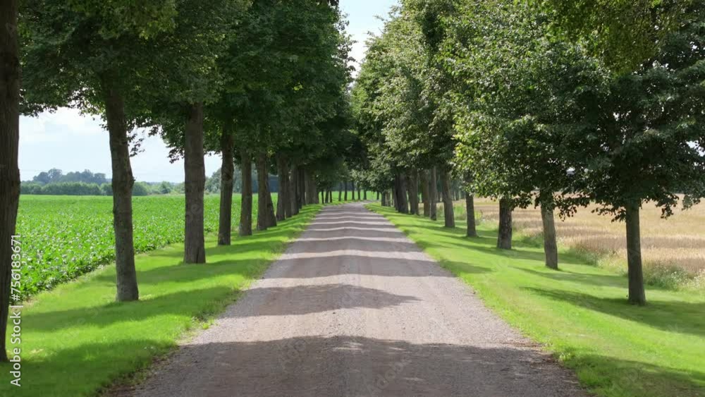 Tree-lined Road In The Countryside. - aerial pullback Tree-lined Road In The Countryside. - aerial pullback