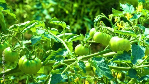 Wallpaper Mural Unripe green tomatoes plant on leaves vines, organic food agriculture   Torontodigital.ca