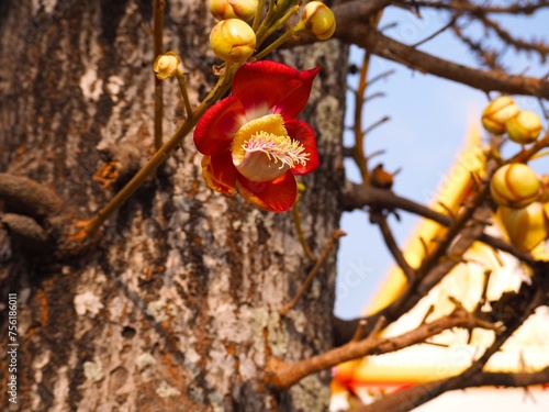 Couroupita guianensis Aubl, Lecythidaceae, Large inflorescence along the trunk photo