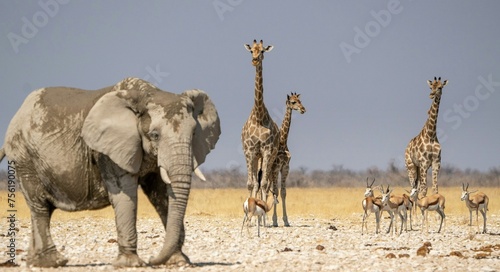 elephants walking in the savannah