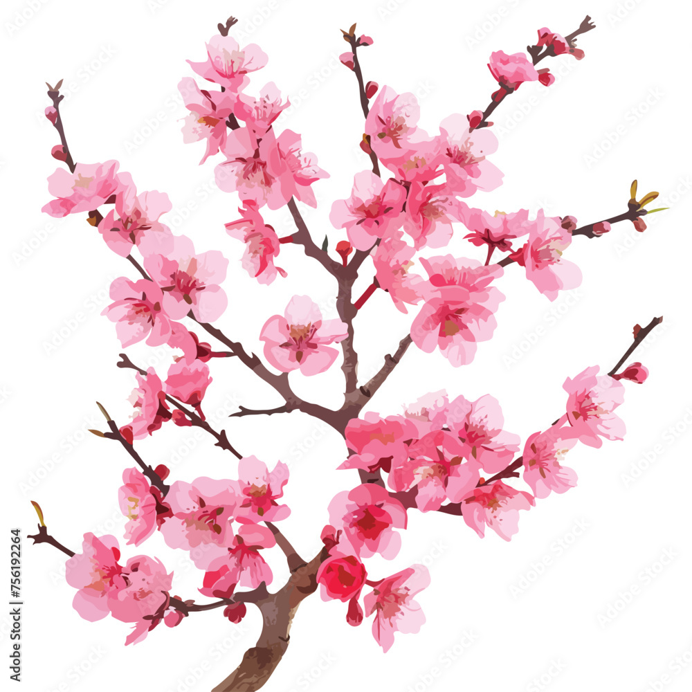 Cherry Blossom Clipart Clipart isolated on white backgroud