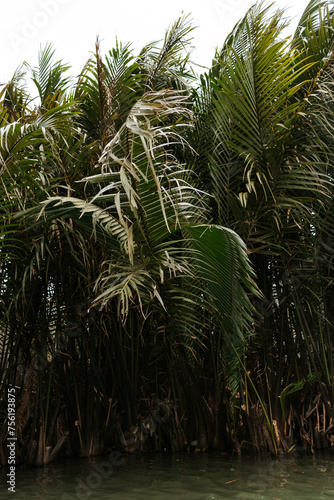 Palm trees in the water