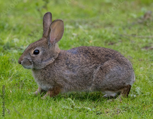 Desert Cottontail Rabbit in grassy field. Arastradero Preserve, Santa Clara County, California, USA.