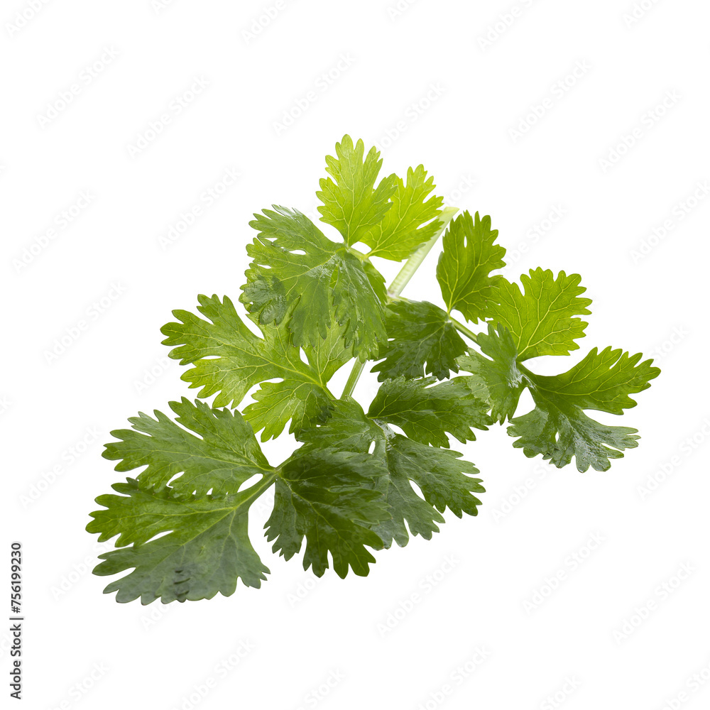 Fototapeta premium Coriander leaf isolated on a transparent background.