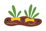 Garden bed with turnip, farming vector illustration, growing vegetables, radish icon, harvesting beet, spring gardening, planting food, vegetarian concept, plants in soil