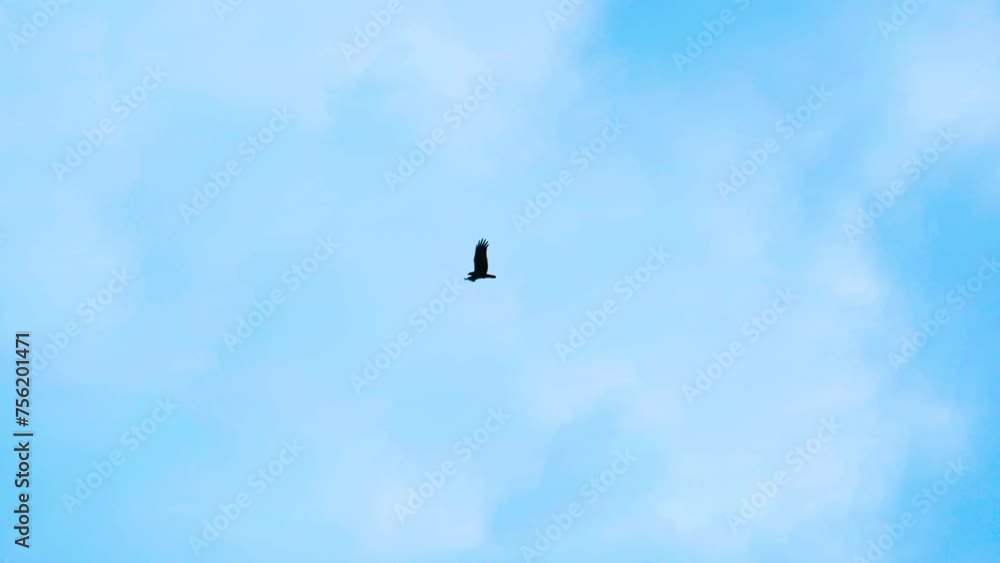 Lonely beautiful eagle hawk flying moving wings in light blue sky Lonely beautiful eagle hawk flying moving wings in light blue sky