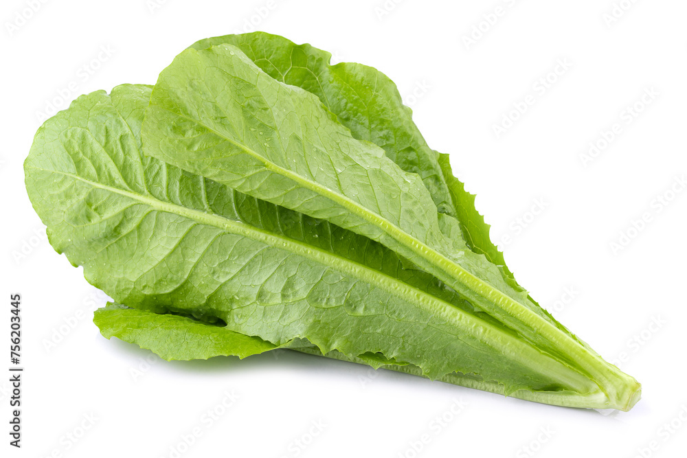 Lettuce Romain isolated on a transparent background Lettuce Romain isolated on a transparent background