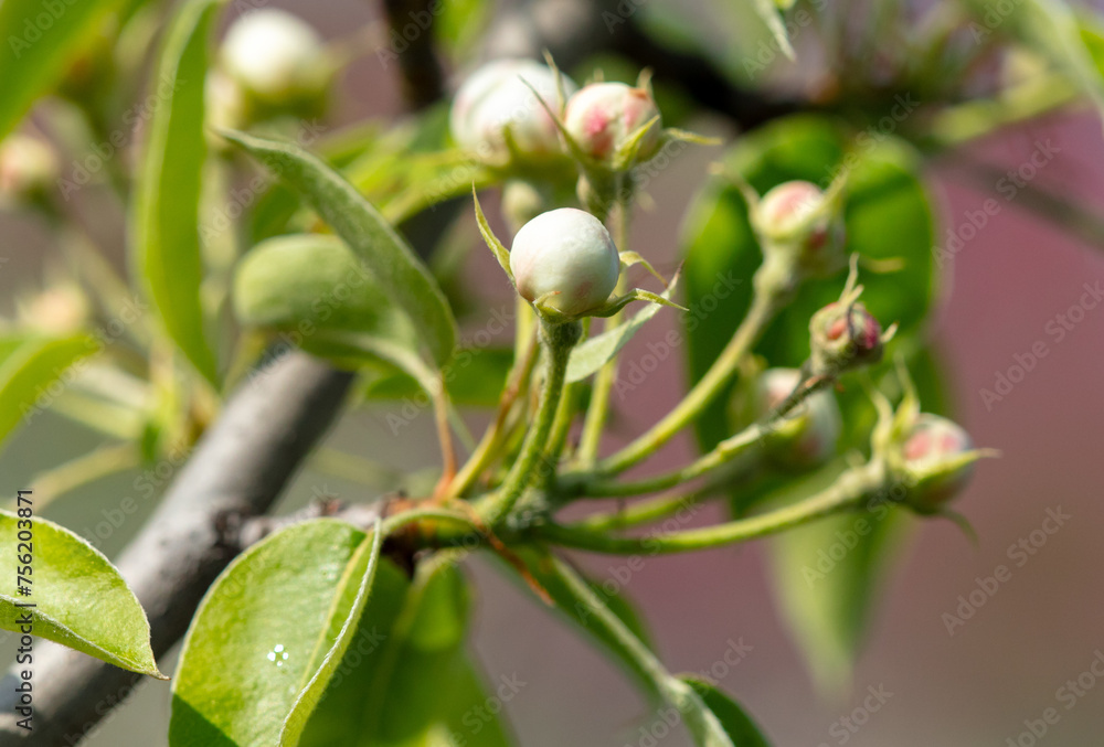 Flowers on a pear tree in spring. Close-up Flowers on a pear tree in spring. Close-up