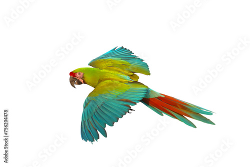 Colorful flying Military Macaw parrot isolated on transparent background png file photo