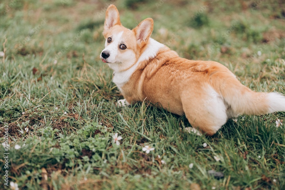 Corgi dog in a blooming almond garden in Prague in spring Corgi dog in a blooming almond garden in Prague in spring