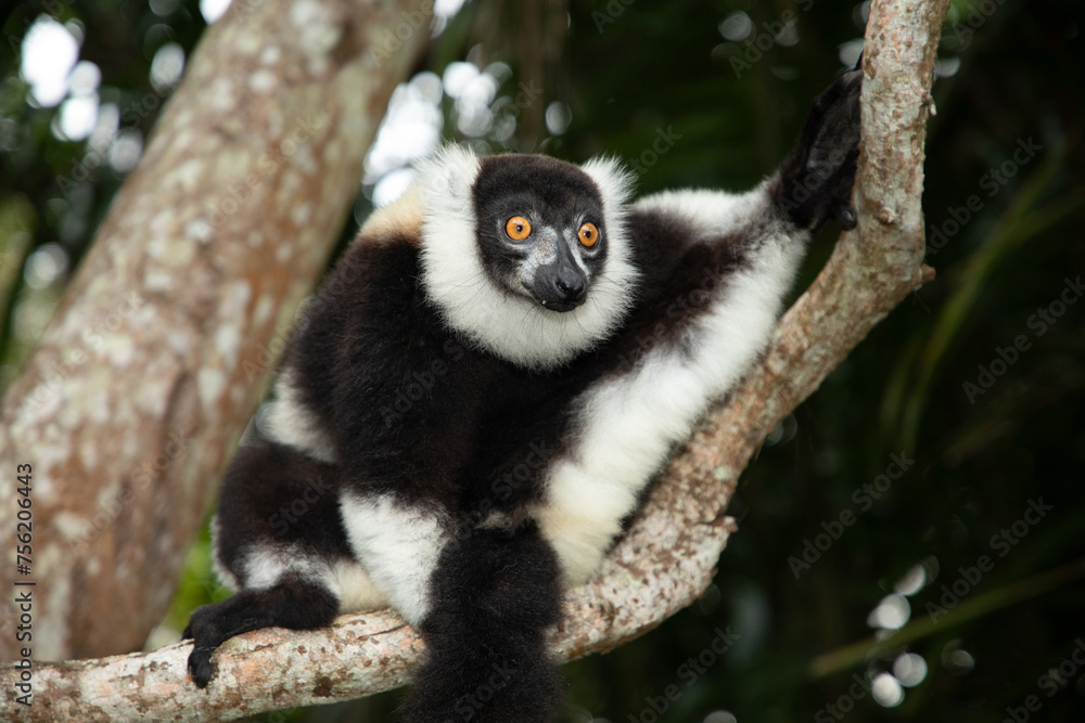 Fototapeta premium black and white vary lemur in natural environment