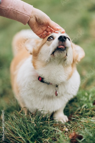 Young woman's hand decorates corgi dog with almond flower