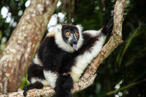 black and white vary lemur in natural environment photo