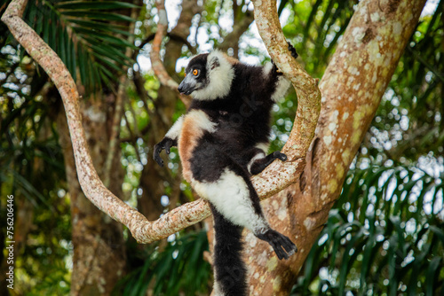 black and white vary lemur in natural environment photo