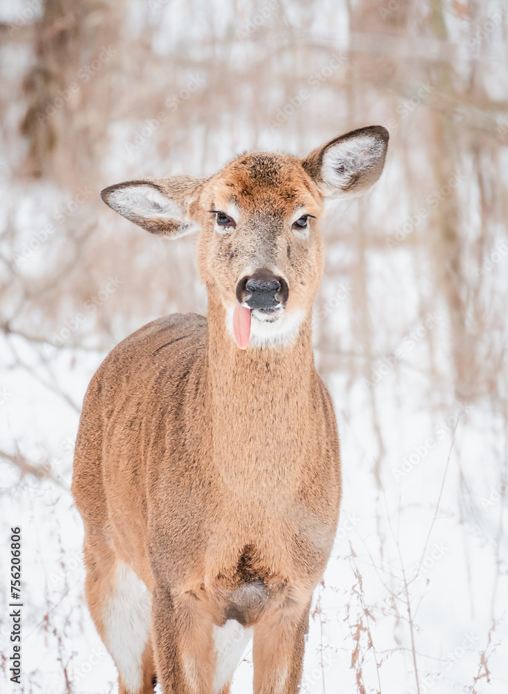 Close up of white-tailed deer with tongue hanging out on winter day.