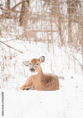 White-tailed deer laying on snow covered ground in the woods. © Cavan