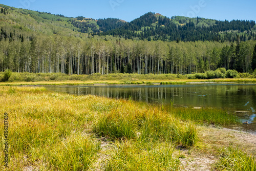 Lush Summer Wetlands and Aspen Forest in Park City, Utah photo