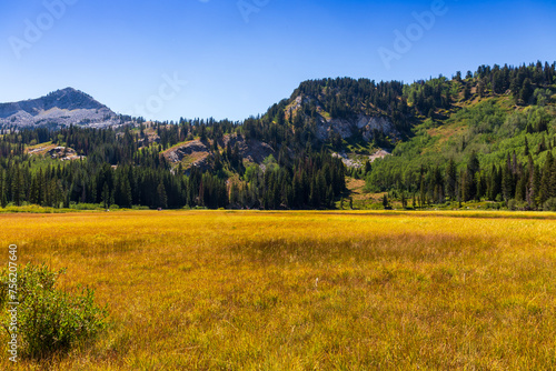 Golden Grass Field with Lush Green Forests Backdrop Under Blue Sky
